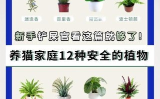 碧玉椒草的养殖技巧与注意事项（了解碧玉椒草的生态环境和养护要点，助您打造独特的绿色花园）