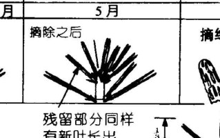 黑松换盆后的浇水时间表（怎样合理安排浇水时间，让黑松健康茁壮成长？）