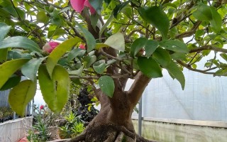 以茶梅怎么才能花多（培育茶梅多花的关键技巧与方法）