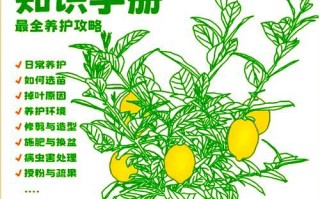 柠檬叶子枯黄的处理方法（如何挽救柠檬树叶子枯黄的情况）