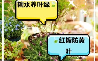 洗衣水能不能浇花？看看这里的答案！