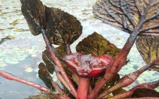 探究菱角的水生特性与生长习性（菱角作为水生植物的生长环境、营养需求和生理特征）