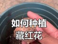 南方如何种植藏红花（掌握关键技巧，打造南方藏红花花海）