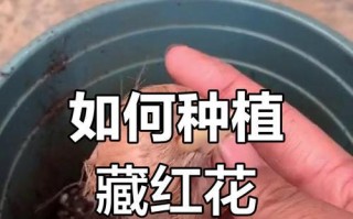 南方如何种植藏红花（掌握关键技巧，打造南方藏红花花海）