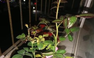 为什么以米兰换盆后会出现黄叶掉叶问题？（探究黄叶掉叶现象的原因及应对方法）