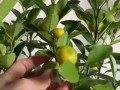 金桔开花的方法与技巧（培育金桔开花的实用技巧和关键因素）