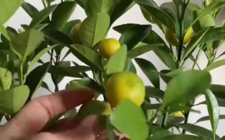 金桔开花的方法与技巧（培育金桔开花的实用技巧和关键因素）
