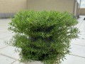 认识太阳花——一种美丽的多肉植物（探究太阳花的特点和养护方法）