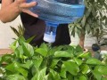 如何正确浇水养绿萝（掌握浇水技巧，让绿萝茁壮成长）
