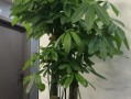 发财树的生长条件与养护方法（发财树是否怕阳光照射及其养护技巧）