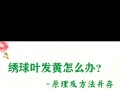 揭秘绣球花新叶子发黄的原因（探究绣球花叶子黄化的关键因素及解决方法）