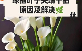 如何补救干枯的叶子？（解决叶子干枯问题的有效方法）