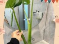 以龟背竹水养，打造绿色生活空间（绿化环保，龟背竹水养的五个关键点）