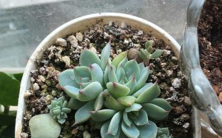 猎户座养殖指南（了解猎户座养殖的技巧与要点，培养出健康的宠物伙伴）