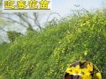 冬季浇水技巧（保证迎春花在寒冷冬天获得适当水分的窍门）