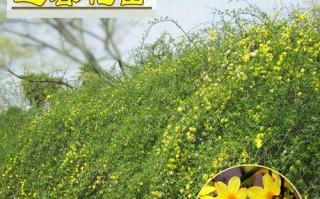 冬季浇水技巧（保证迎春花在寒冷冬天获得适当水分的窍门）