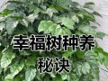 如何培养一棵粗壮的幸福树（养护技巧和关键要点）