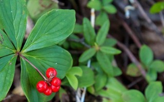 绿藤萝的生长之道（从萌芽到繁茂，探秘绿藤萝的成长奥秘）
