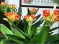 如何养护君子兰第一花（打造健康美丽的君子兰——从第一花开始）