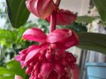 提升宝莲花多开花的技巧（培育方法、光照与水分管理、施肥要点等关键因素）