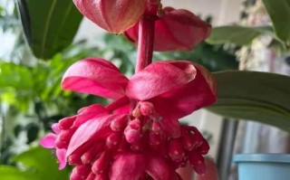 提升宝莲花多开花的技巧（培育方法、光照与水分管理、施肥要点等关键因素）