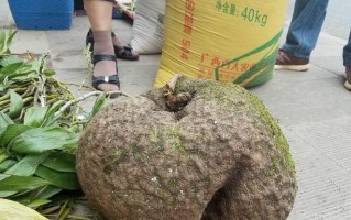如何应对根软问题？（有效处理根部软化的方法和技巧）