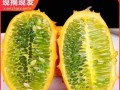如何收获火参果的种子并保存（火参果种子收获方法及保存技巧）