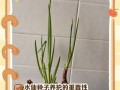 水仙花繁殖方法与注意事项（培养水仙花的技巧和细节）
