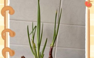 水仙花繁殖方法与注意事项（培养水仙花的技巧和细节）