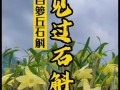 如何促使石斛开花？（掌握关键技巧，让石斛绽放生命之美）
