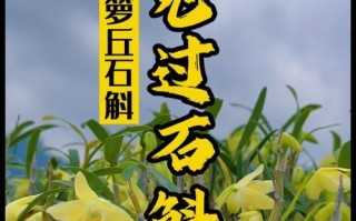 如何促使石斛开花？（掌握关键技巧，让石斛绽放生命之美）