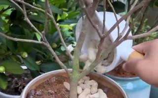 茶花不长花苞的原因分析与解决方法（茶花怎样才能开出美丽的花朵？）