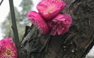 梅花的香味和特性如何？从梅花的香味探究其形态特征和药用价值