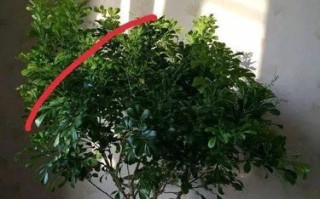 米兰得蚧壳虫病如何应对（掌握关键信息，有效治疗蚧壳虫病）