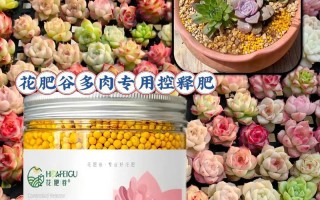 多肉植物肥料的自制方法（用自制肥料为多肉植物提供营养，打造繁茂多肉园）