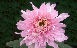 以家养菊花的养殖方法（打造家居花园，如何正确养殖菊花）