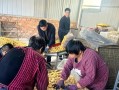 天麻种植详解（如何选择种植时间，提高产量）