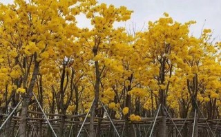 城市行道树花海景观的盛开