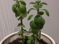 碰碰香烂根怎么办（碰碰香烂根的危害与治疗方法全解析）