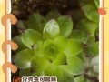 绿植受虫害困扰，快速解决方法大揭秘（如何有效消灭白色虫害，让绿植重现生机）