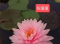 水生花卉盆栽创业指南（创业者必读的水生花卉盆栽种植与销售秘籍）