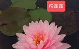 水生花卉盆栽创业指南（创业者必读的水生花卉盆栽种植与销售秘籍）