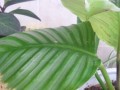 拯救下垂的植物（解决植物下垂问题的有效方法和技巧）