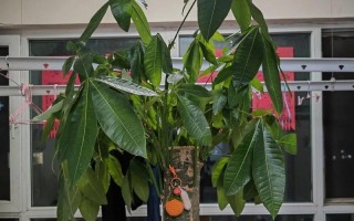 如何处理发财树叶子下垂的问题（发财树叶子下垂的原因及解决方法）