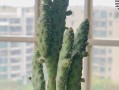 多肉姬珊瑚的养殖技巧（打造精致多肉花园，姬珊瑚来帮忙）