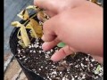 救活干枯的海棠花叶子（如何补救干枯的海棠花叶子及关键技巧）