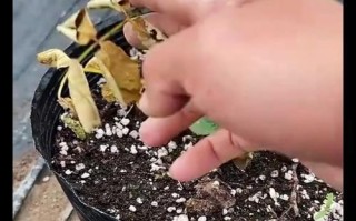 救活干枯的海棠花叶子（如何补救干枯的海棠花叶子及关键技巧）