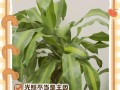 以巴西木有黄叶怎么处理（保护巴西木叶片的方法及注意事项）