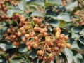 花椒种植条件与生长环境分析（为您详解花椒的适宜生长条件和环境）