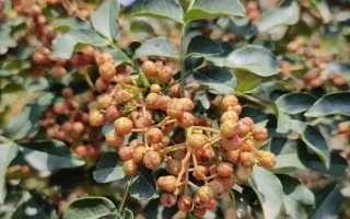 花椒种植条件与生长环境分析（为您详解花椒的适宜生长条件和环境）
